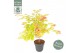 Acer shirasawanum moonrise 