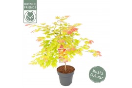 Acer shirasawanum moonrise