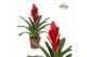 Vriesea intenso red 