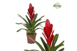 Vriesea intenso red