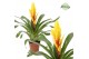 Vriesea intenso yellow 