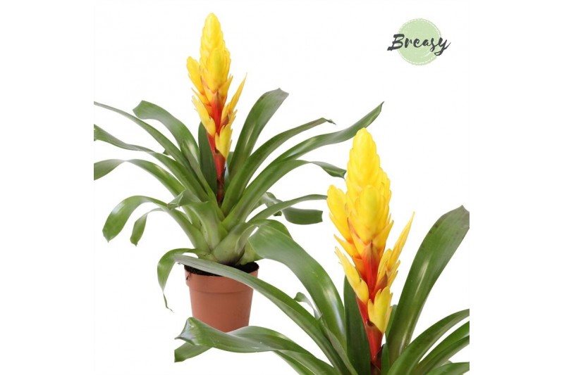 Vriesea intenso yellow 