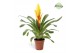 Vriesea intenso yellow 