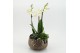 Phalaenopsis PHAL-2549 Phalaenopsis creatie 3 pp 