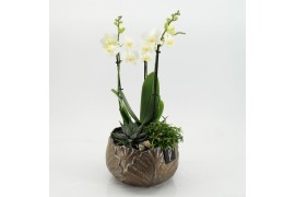 Phalaenopsis PHAL-2549 Phalaenopsis creatie 3 pp