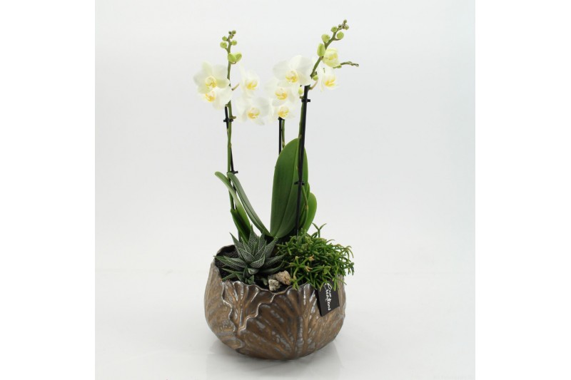 Phalaenopsis PHAL-2549 Phalaenopsis creatie 3 pp Phalaenopsis PHAL-2549 Phalaenopsis creatie 3 pp