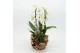 Phalaenopsis PHAL-2550 Phalaenopsis creatie 2 pp 
