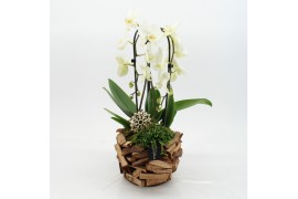 Phalaenopsis PHAL-2550 Phalaenopsis creatie 2 pp