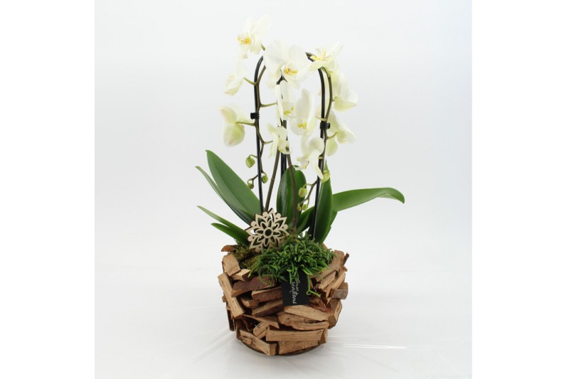 Phalaenopsis PHAL-2550 Phalaenopsis creatie 2 pp Phalaenopsis PHAL-2550 Phalaenopsis creatie 2 pp