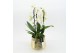 Phalaenopsis LICR-2508 Limited Edition Spring 2 pp 