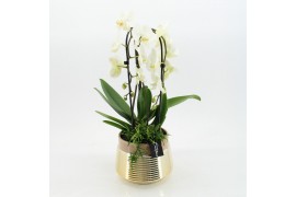 Phalaenopsis LICR-2508 Limited Edition Spring 2 pp
