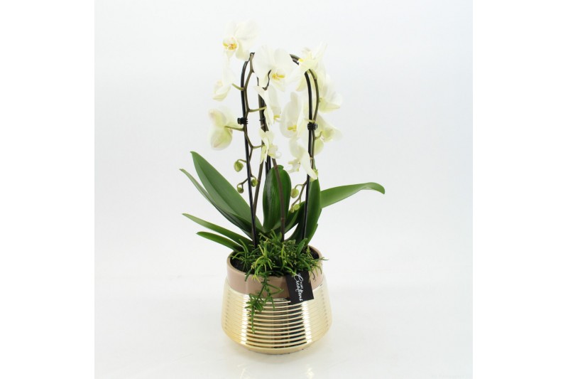 Phalaenopsis LICR-2508 Limited Edition Spring 2 pp Phalaenopsis LICR-2508 Limited Edition Spring 2 pp