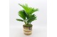 Arrangementen kamerplanten GRCR-2510 Green Essentials 1 pp 