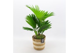 Arrangementen kamerplanten GRCR-2510 Green Essentials 1 pp