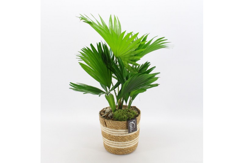 Arrangementen kamerplanten GRCR-2510 Green Essentials 1 pp Arrangementen kamerplanten GRCR-2510 Green Essentials 1 pp