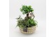 Arrangementen kamerplanten GRCR-2528 Green Essentials 3 pp 