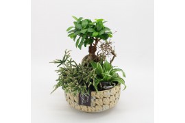 Arrangementen kamerplanten GRCR-2528 Green Essentials 3 pp