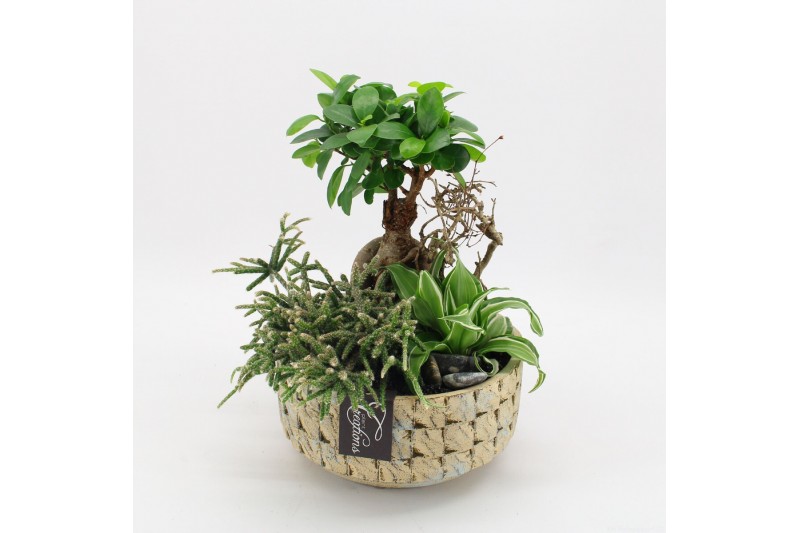Arrangementen kamerplanten GRCR-2528 Green Essentials 3 pp Arrangementen kamerplanten GRCR-2528 Green Essentials 3 pp