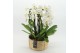 Phalaenopsis PHAL-2507W Phalaenopsis creatie 3 pp 
