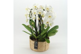 Phalaenopsis PHAL-2507W Phalaenopsis creatie 3 pp