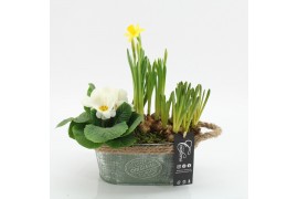 Arrangementen tuinplanten PMCR-2513 Primula creations 3 pp