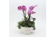 Phalaenopsis PHAL-2523 Phalaenopsis creatie 3 pp 