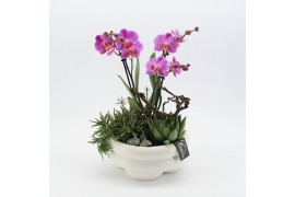 Phalaenopsis PHAL-2523 Phalaenopsis creatie 3 pp