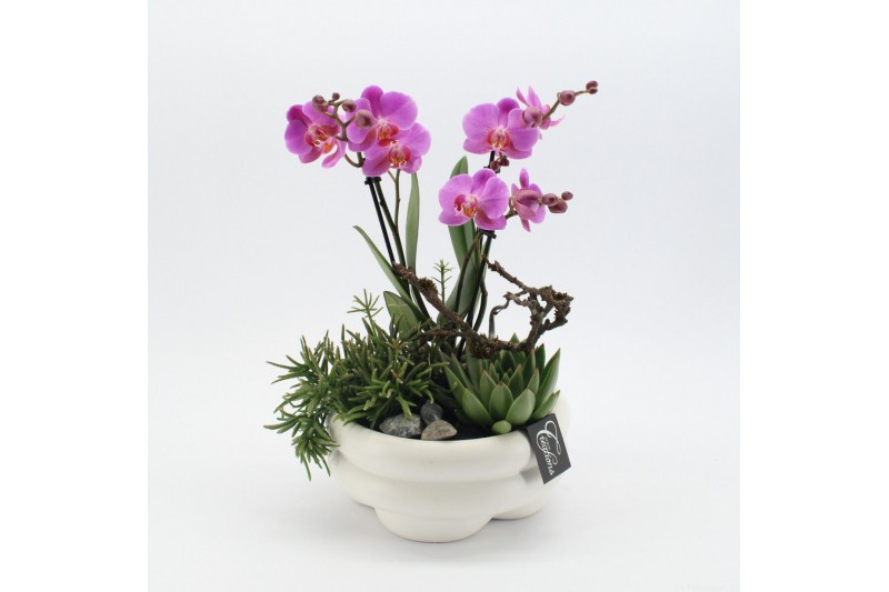 Phalaenopsis PHAL-2523 Phalaenopsis creatie 3 pp Phalaenopsis PHAL-2523 Phalaenopsis creatie 3 pp