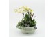 Phalaenopsis PHAL-2524 Phalaenopsis creatie 3 pp 