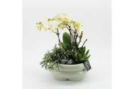 Phalaenopsis PHAL-2524 Phalaenopsis creatie 3 pp