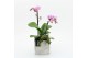 Phalaenopsis PHAL-2510RZ Phalaenopsis creatie 2 pp 