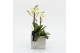 Phalaenopsis PHAL-2510W Phalaenopsis creatie 2 pp 
