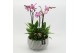 Phalaenopsis PHAL-2543RZ Phalaenopsis creatie 4 pp 