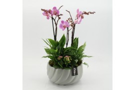 Phalaenopsis PHAL-2543RZ Phalaenopsis creatie 4 pp