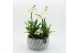 Phalaenopsis PHAL-2543W Phalaenopsis creatie 4 pp 