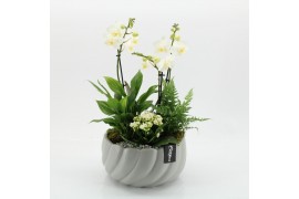 Phalaenopsis PHAL-2543W Phalaenopsis creatie 4 pp