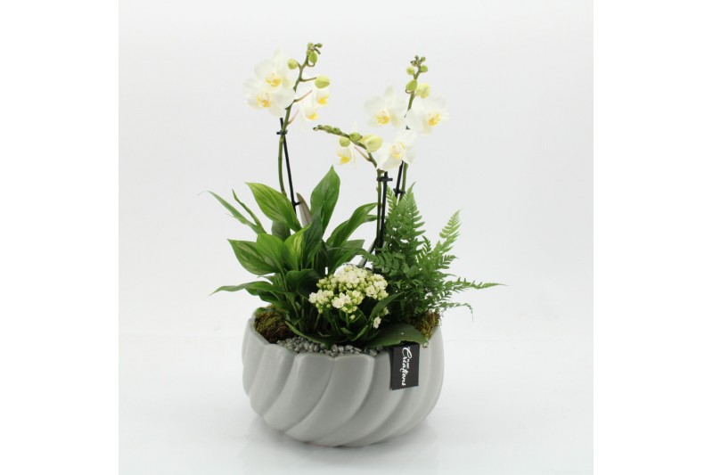 Phalaenopsis PHAL-2543W Phalaenopsis creatie 4 pp Phalaenopsis PHAL-2543W Phalaenopsis creatie 4 pp