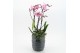Phalaenopsis PHAL-2544RZ Phalaenopsis Creatie 2 pp 