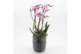 Phalaenopsis PHAL-2544RZ Phalaenopsis Creatie 2 pp