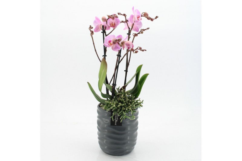 Phalaenopsis PHAL-2544RZ Phalaenopsis Creatie 2 pp Phalaenopsis PHAL-2544RZ Phalaenopsis Creatie 2 pp