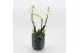 Phalaenopsis PHAL-2544W Phalaenopsis Creatie 2 pp 