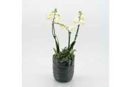 Phalaenopsis PHAL-2544W Phalaenopsis Creatie 2 pp