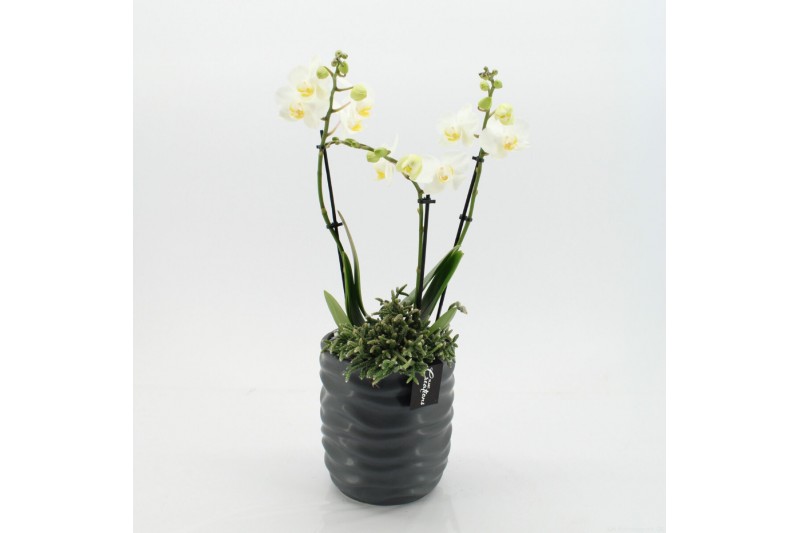 Phalaenopsis PHAL-2544W Phalaenopsis Creatie 2 pp Phalaenopsis PHAL-2544W Phalaenopsis Creatie 2 pp