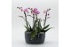 Phalaenopsis PHAL-2545RZ Phalaenopsis creatie 2 pp 