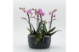 Phalaenopsis PHAL-2545RZ Phalaenopsis creatie 2 pp