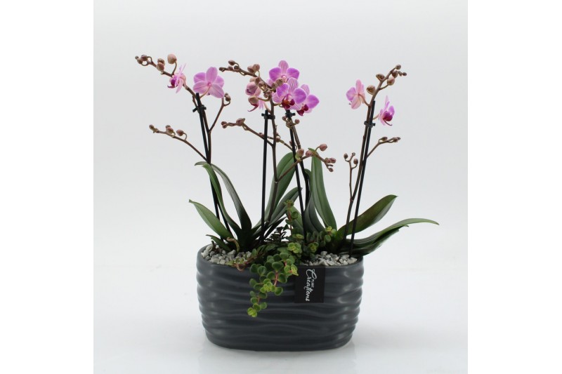 Phalaenopsis PHAL-2545RZ Phalaenopsis creatie 2 pp 