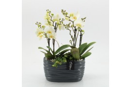 Phalaenopsis PHAL-2545W Phalaenopsis creatie 2 pp