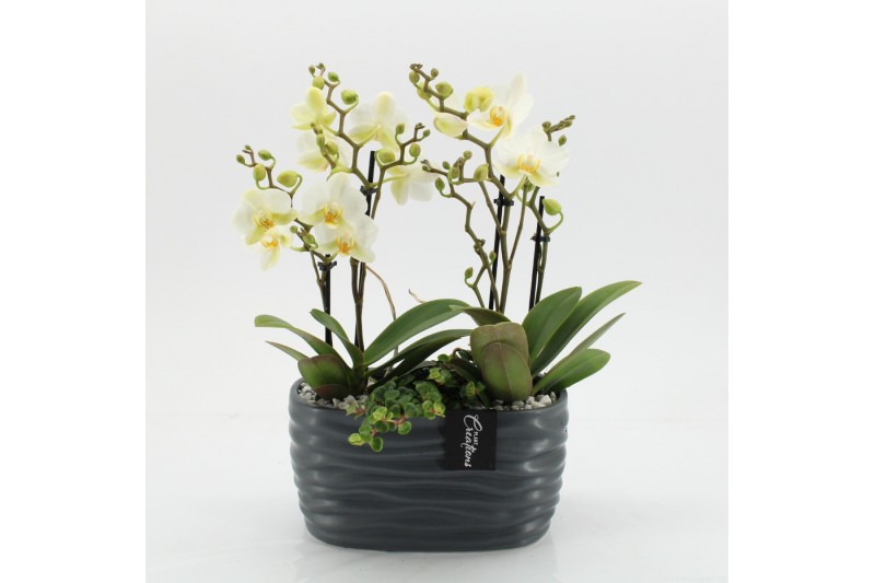 Phalaenopsis PHAL-2545W Phalaenopsis creatie 2 pp Phalaenopsis PHAL-2545W Phalaenopsis creatie 2 pp