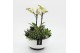 Phalaenopsis PHAL-2516W Phalaenopsis creatie 4 pp 