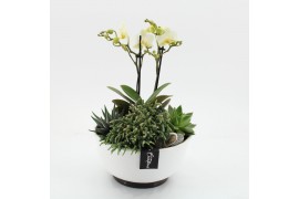 Phalaenopsis PHAL-2516W Phalaenopsis creatie 4 pp